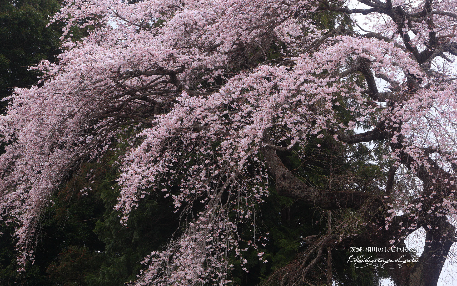 相川のしだれ桜（相川321）
