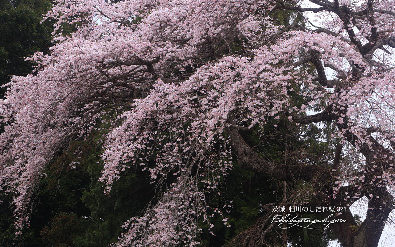 相川のしだれ桜（相川321） 壁紙