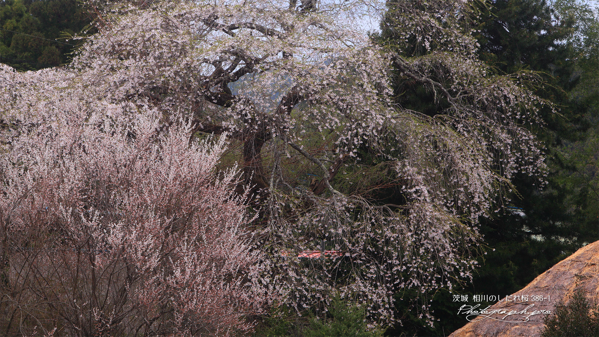 相川のしだれ桜（相川386-1）