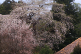 相川のしだれ桜（相川386-1）