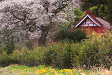 相川のしだれ桜