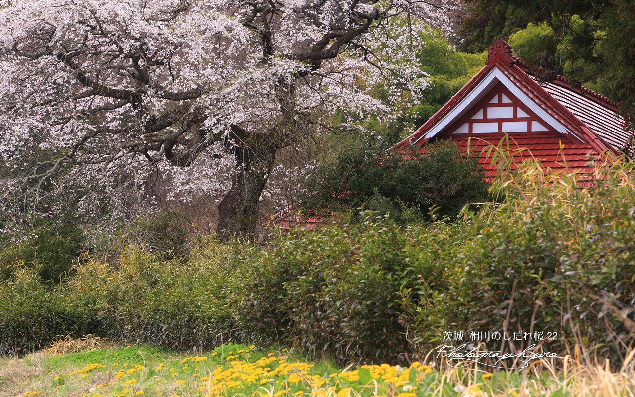 相川のしだれ桜（相川22） 壁紙