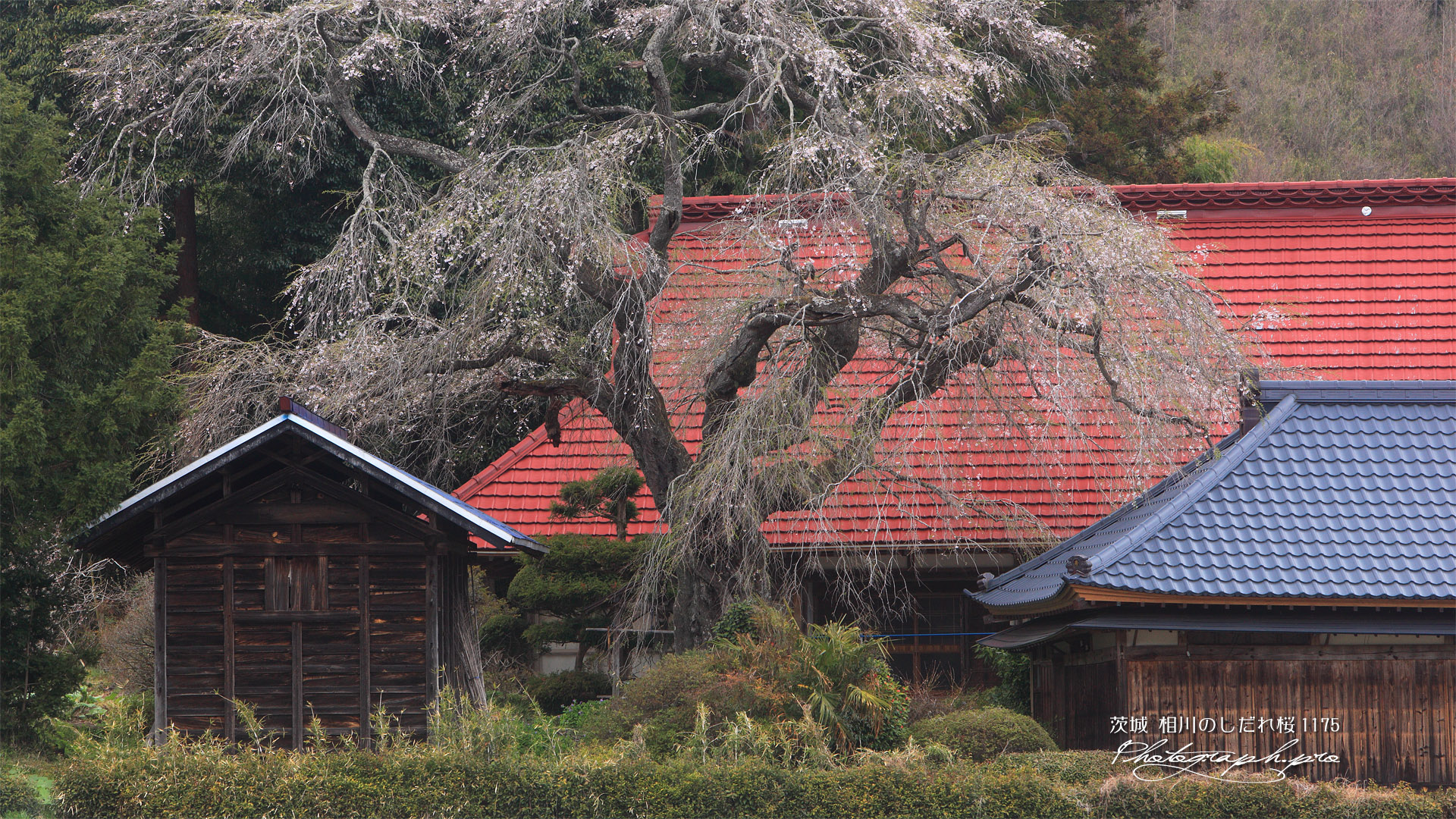 相川のしだれ桜（相川1175）