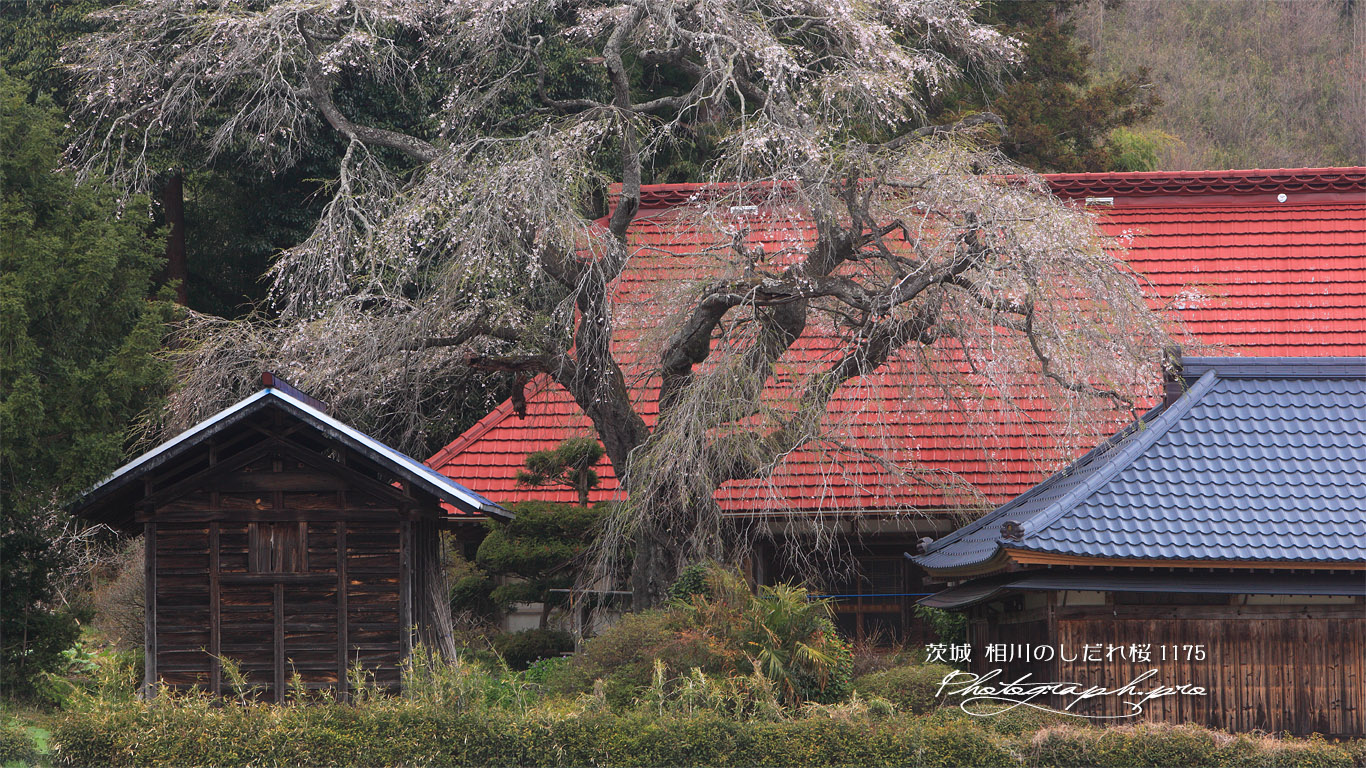 相川のしだれ桜（相川1175） 壁紙