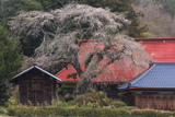 相川のしだれ桜（相川1175）