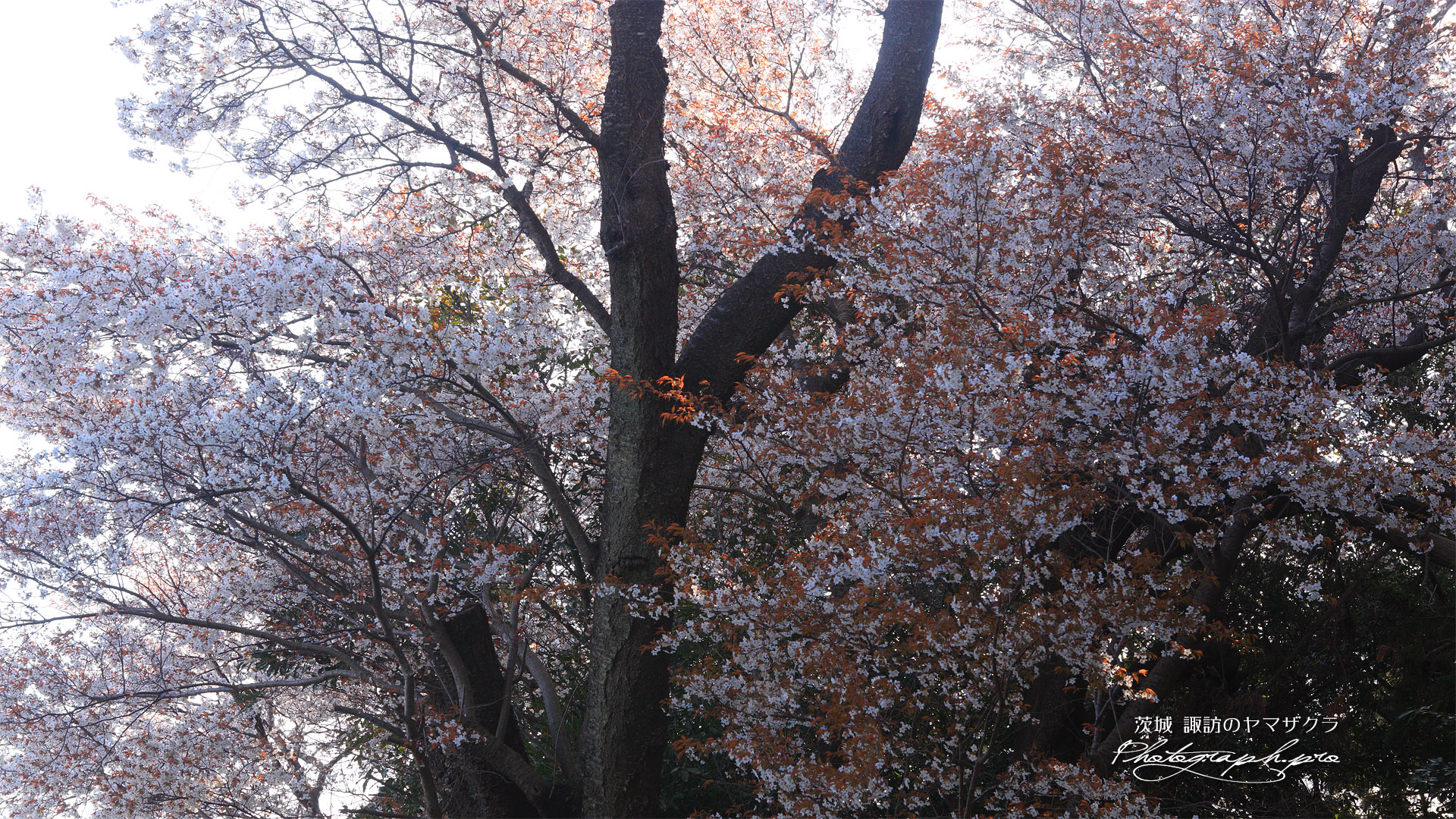 諏訪の山桜