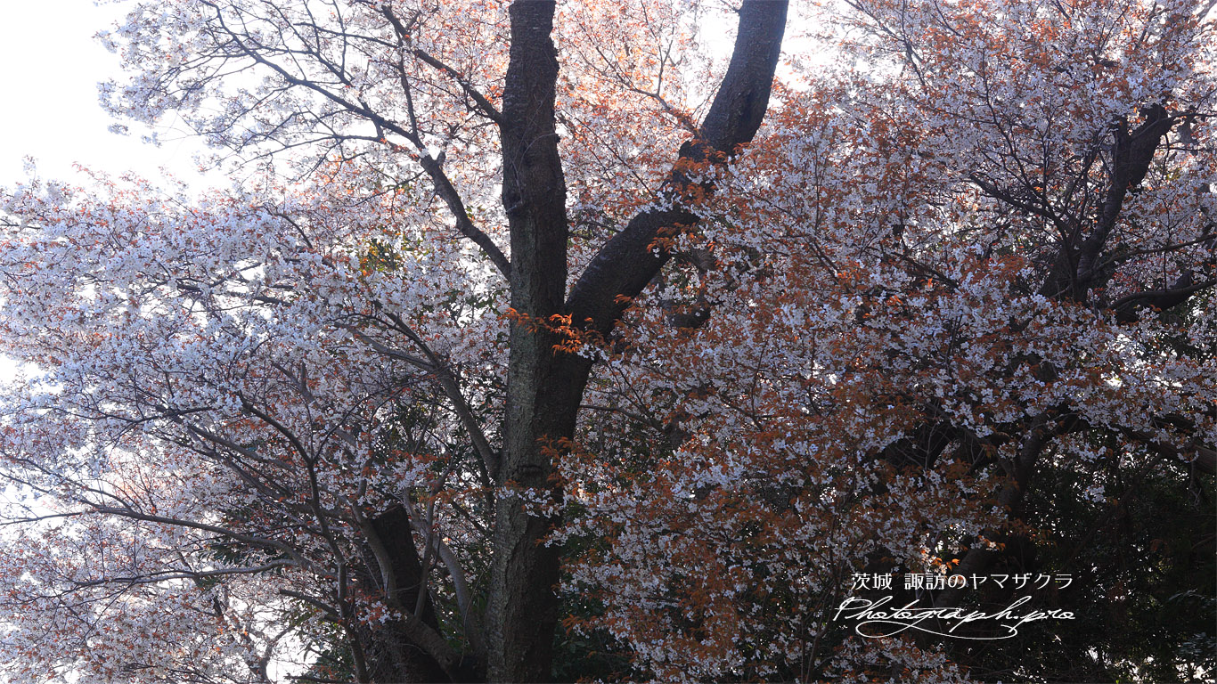 諏訪の山桜 壁紙