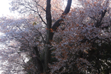 諏訪の山桜