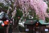 三島八幡神社のしだれ桜