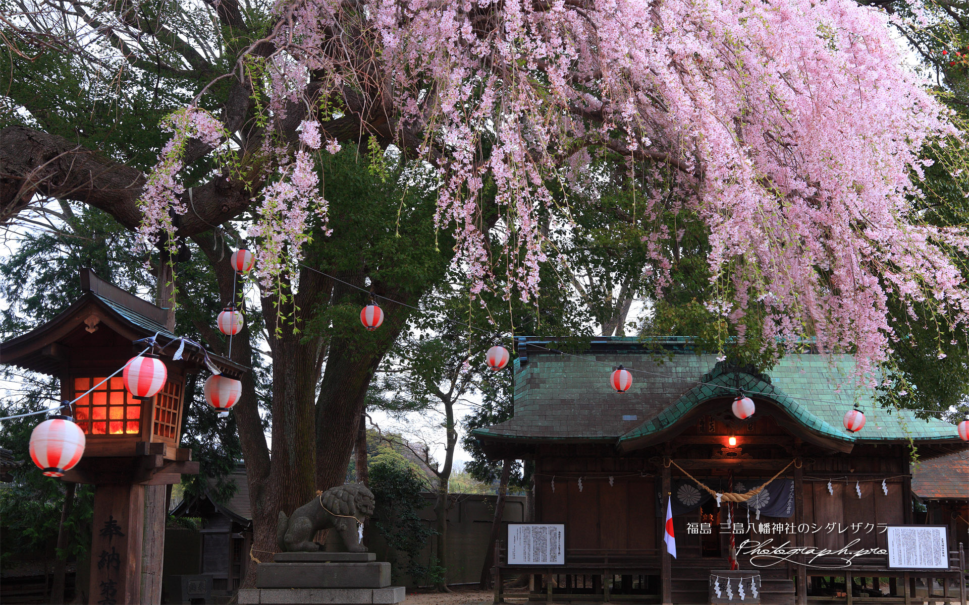 三島八幡神社のしだれ桜