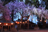 三島八幡神社の枝垂れ桜