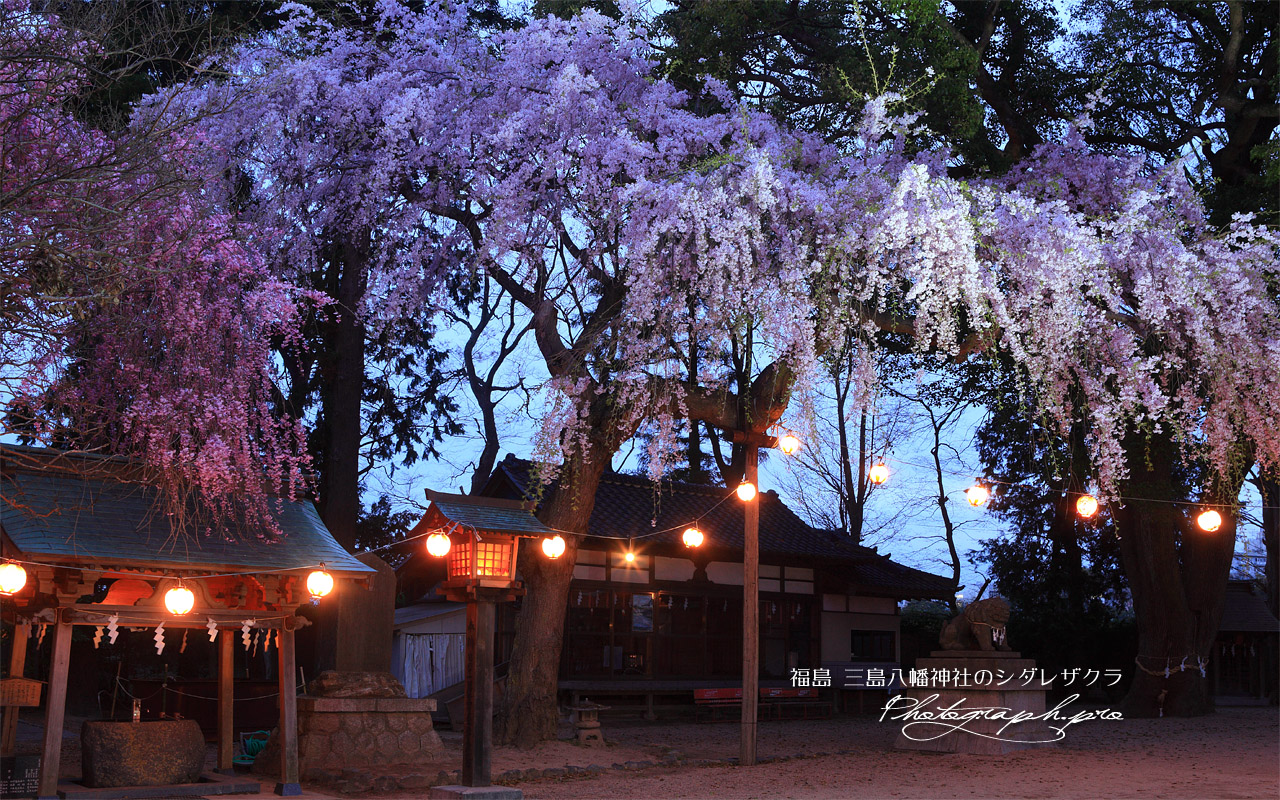 三島八幡神社の枝垂れ桜 壁紙