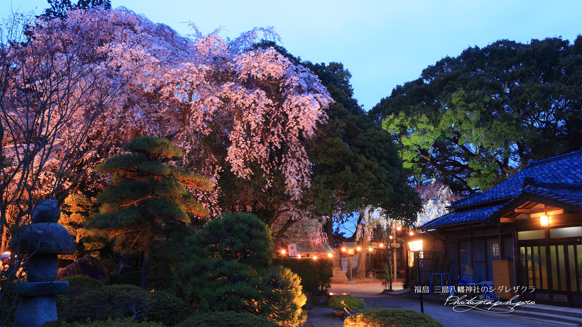 三島八幡神社の桜