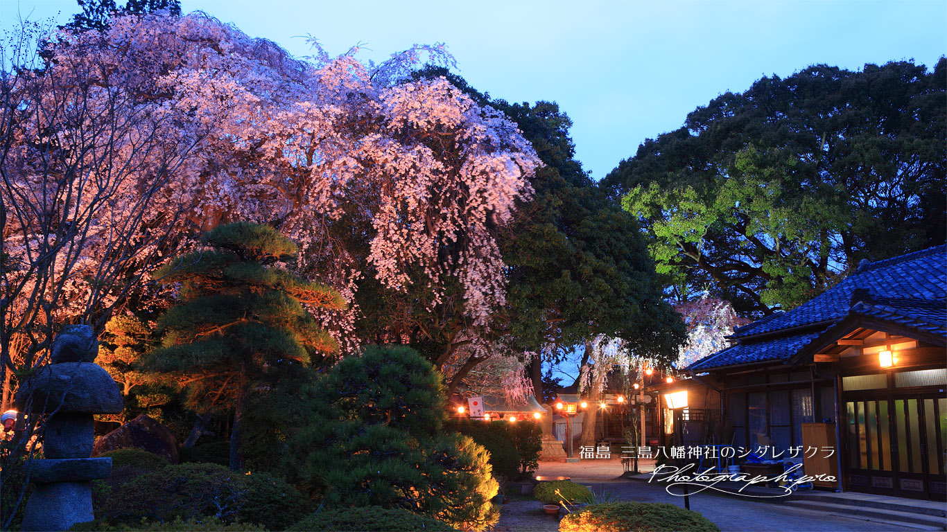 三島八幡神社の桜 壁紙
