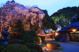 三島八幡神社の桜