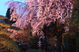 三島八幡神社の枝垂桜