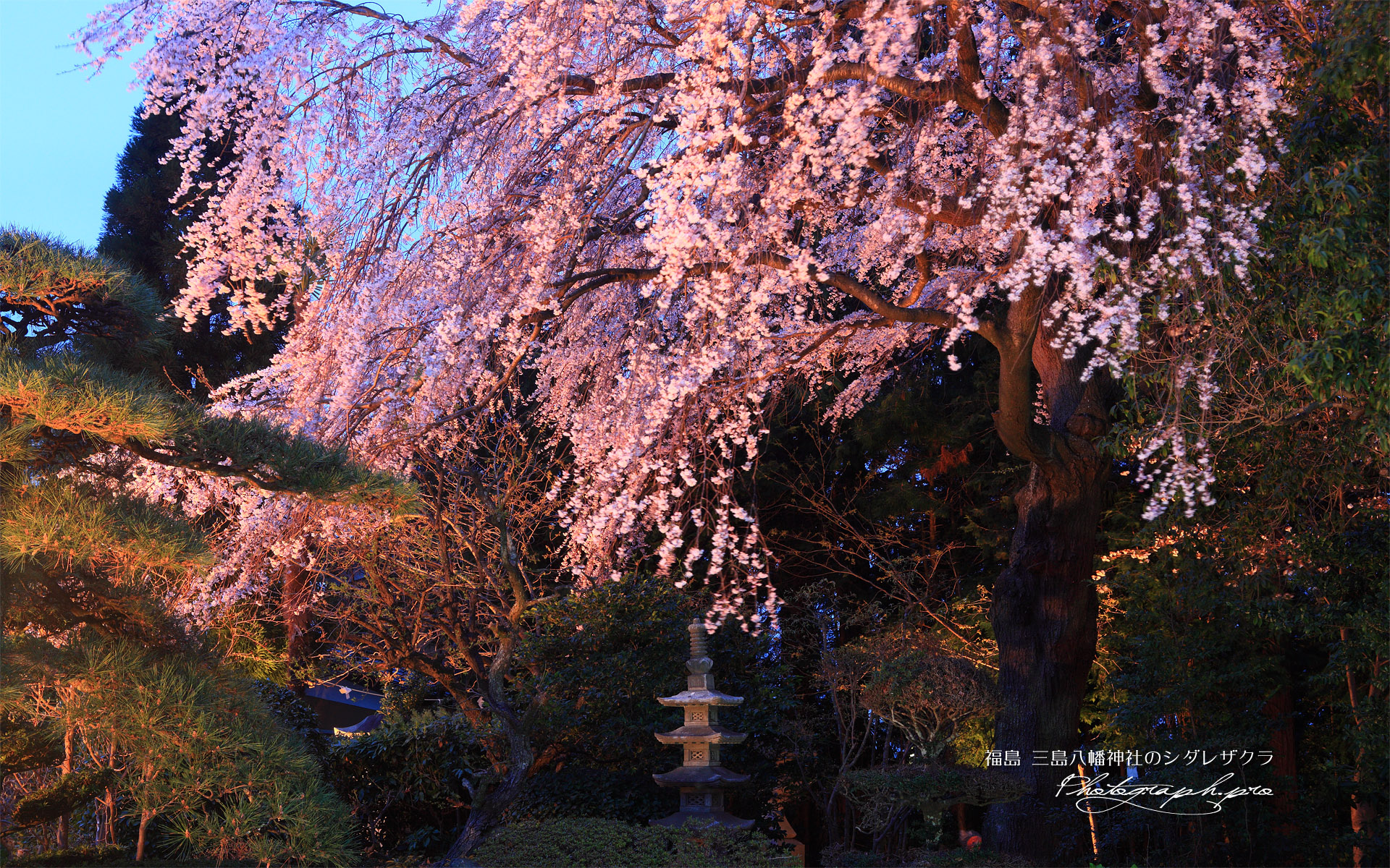 三島八幡神社の枝垂桜