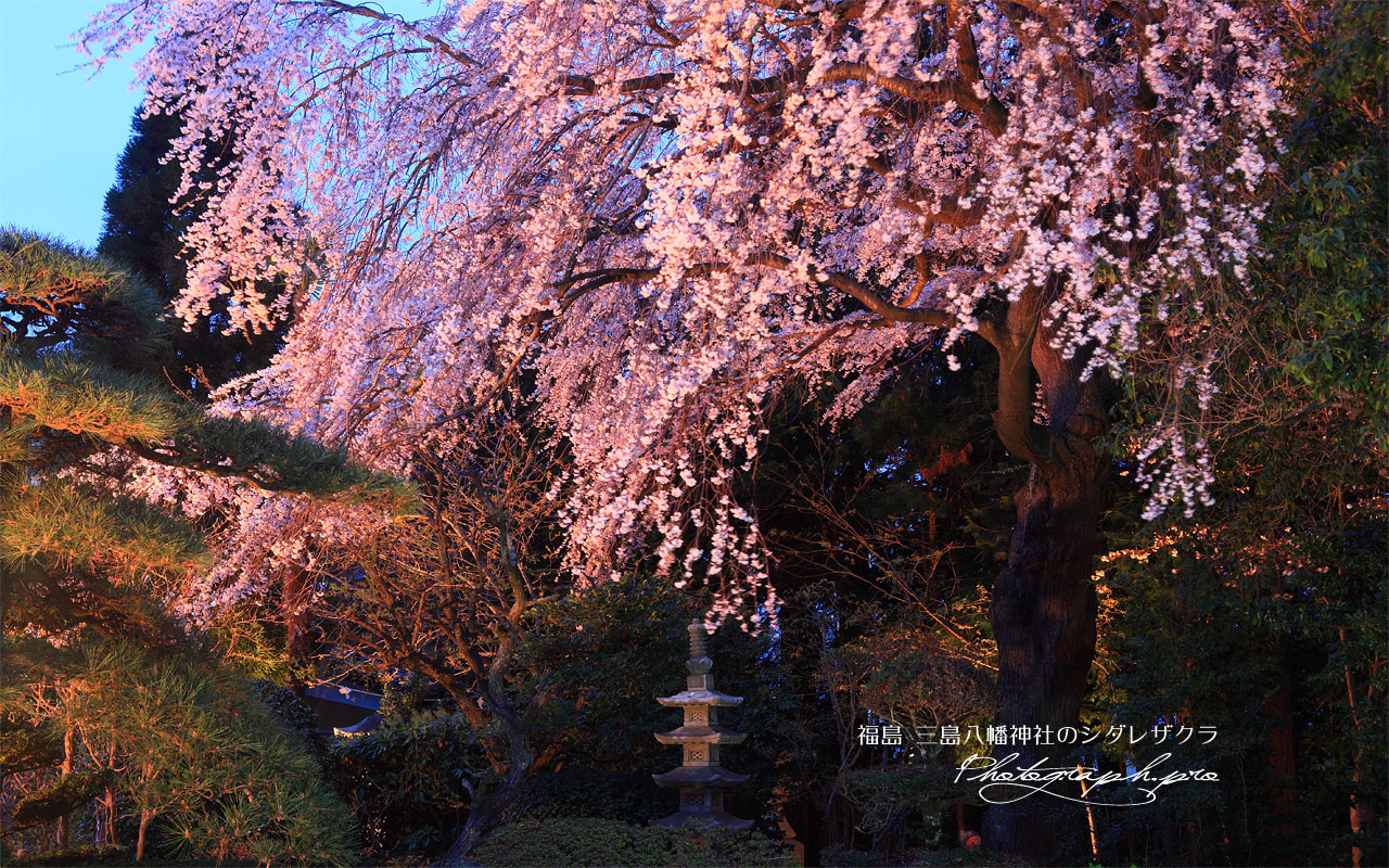 三島八幡神社の枝垂桜 壁紙