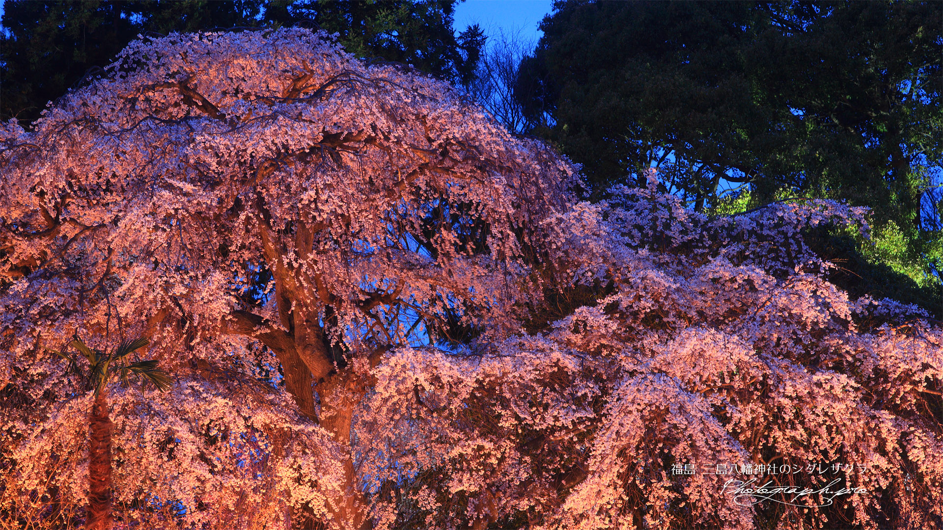 三島八幡神社のシダレザクラ