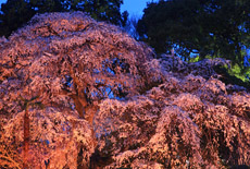 三島八幡神社のシダレザクラ