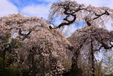 柳生院の枝垂桜