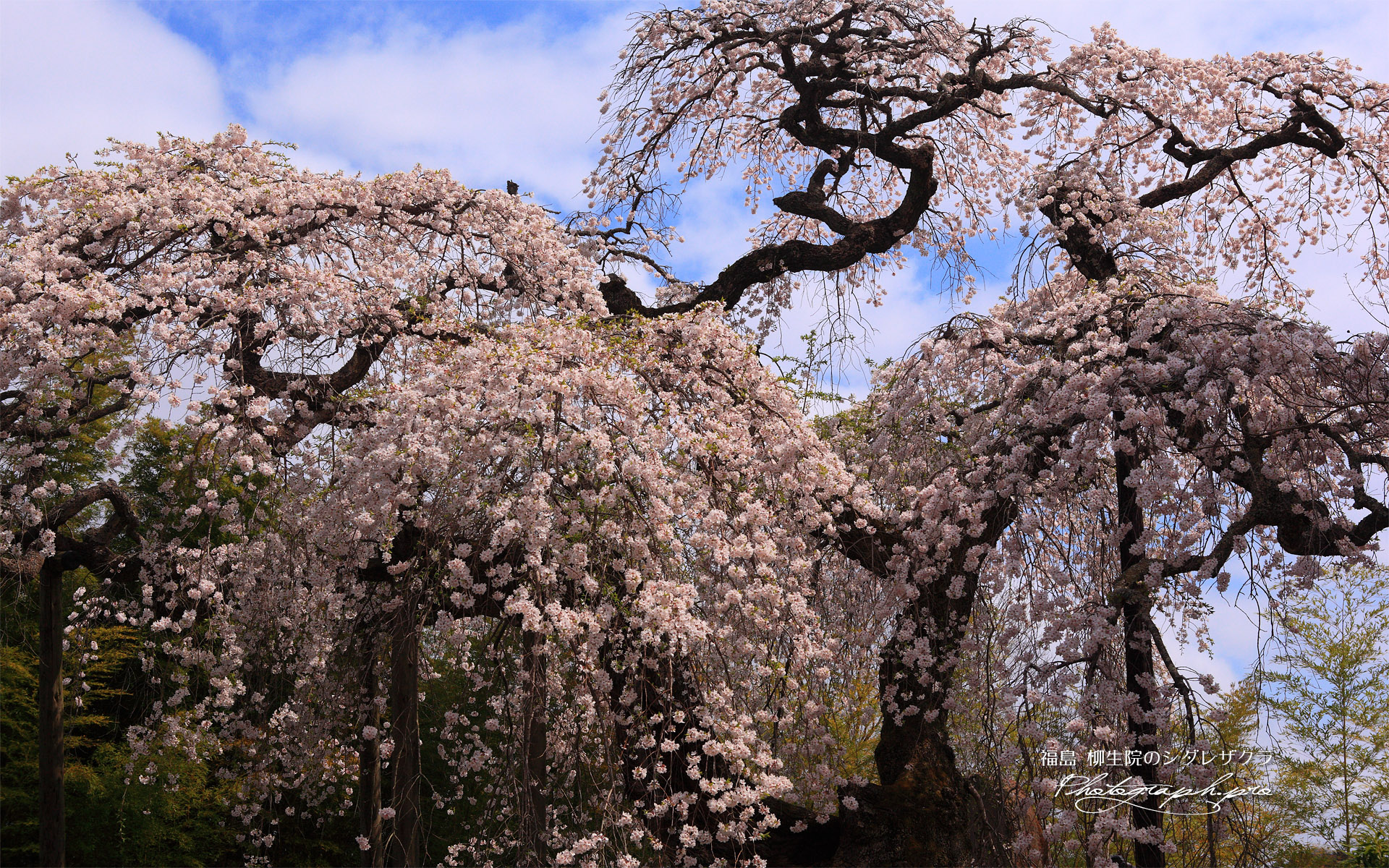 柳生院の枝垂桜