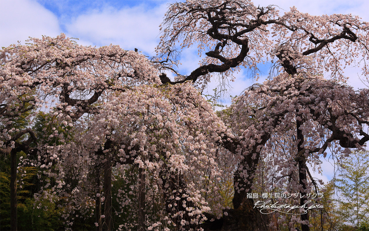 柳生院の枝垂桜 壁紙