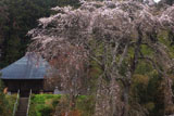 安養寺のしだれ桜