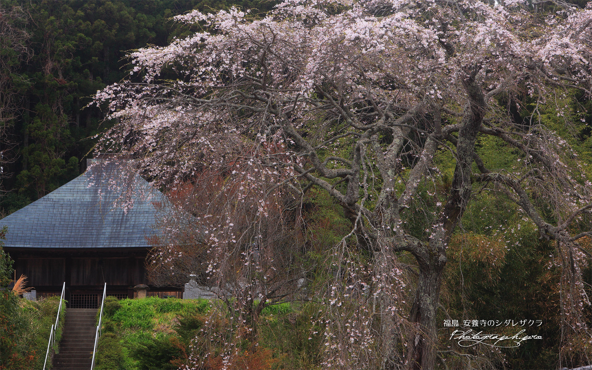 安養寺のしだれ桜