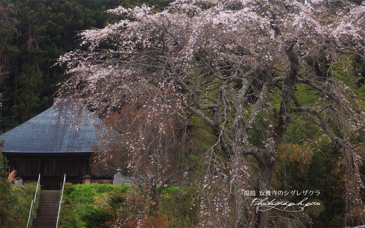 安養寺のしだれ桜 壁紙