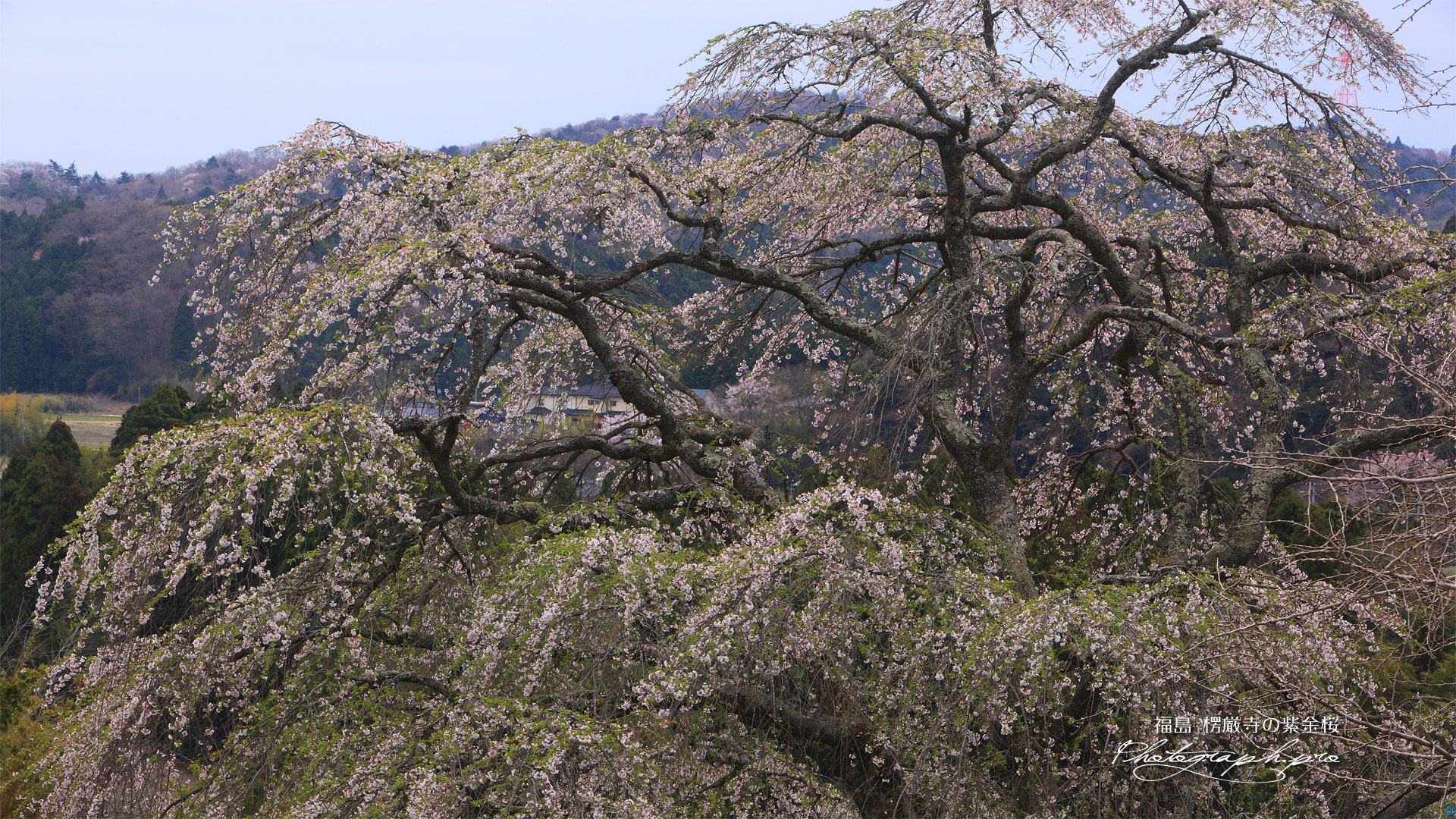 楞厳寺の紫金桜