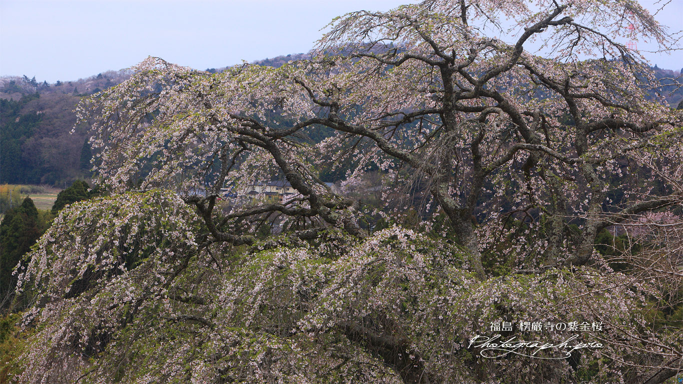 楞厳寺の紫金桜 壁紙