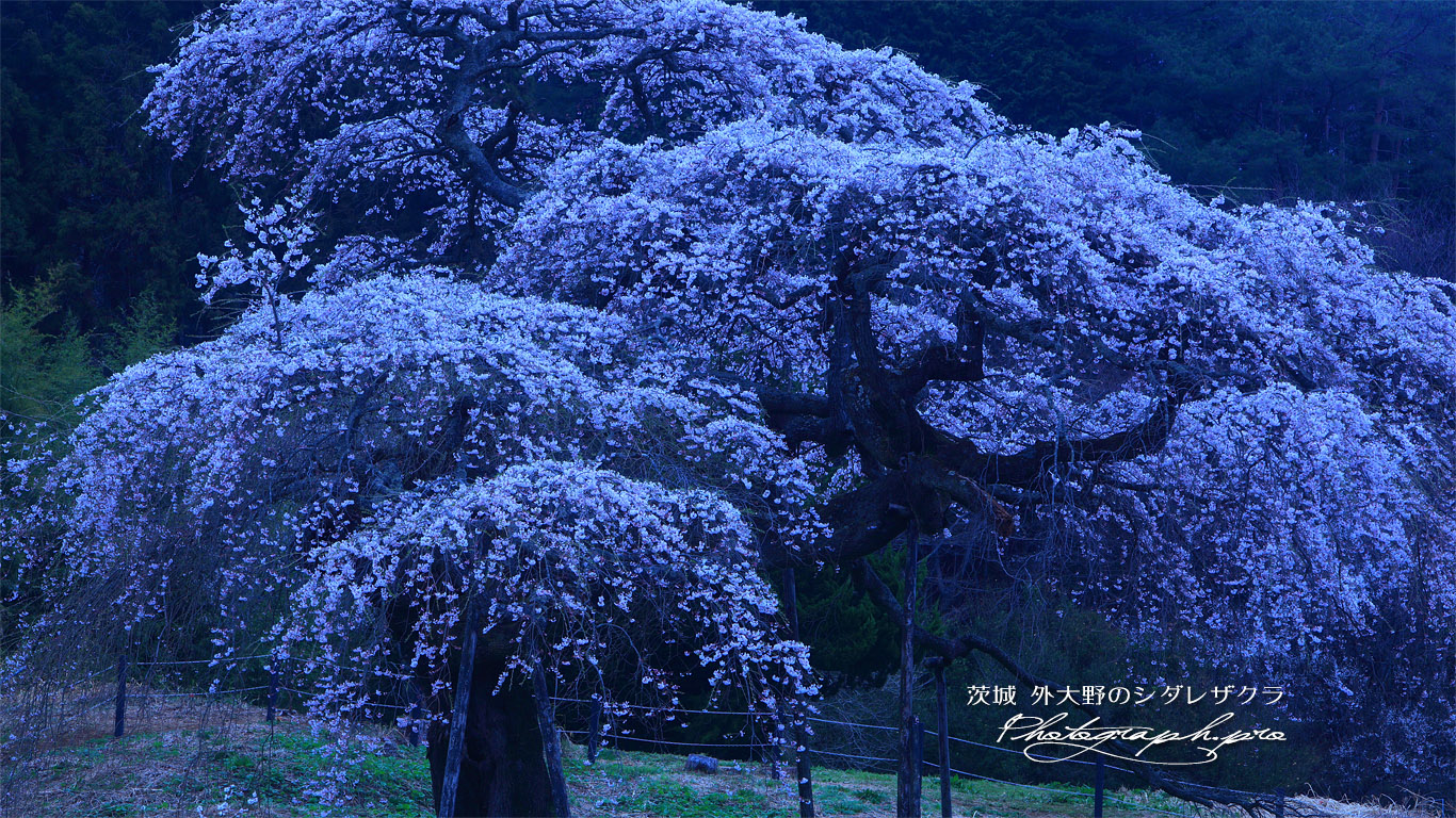 外大野のしだれ桜 壁紙