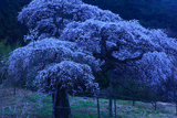 外大野のしだれ桜