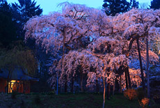 生瀬地蔵桜