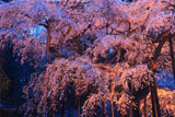 小生瀬の枝垂桜