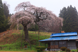 外大野の枝垂桜