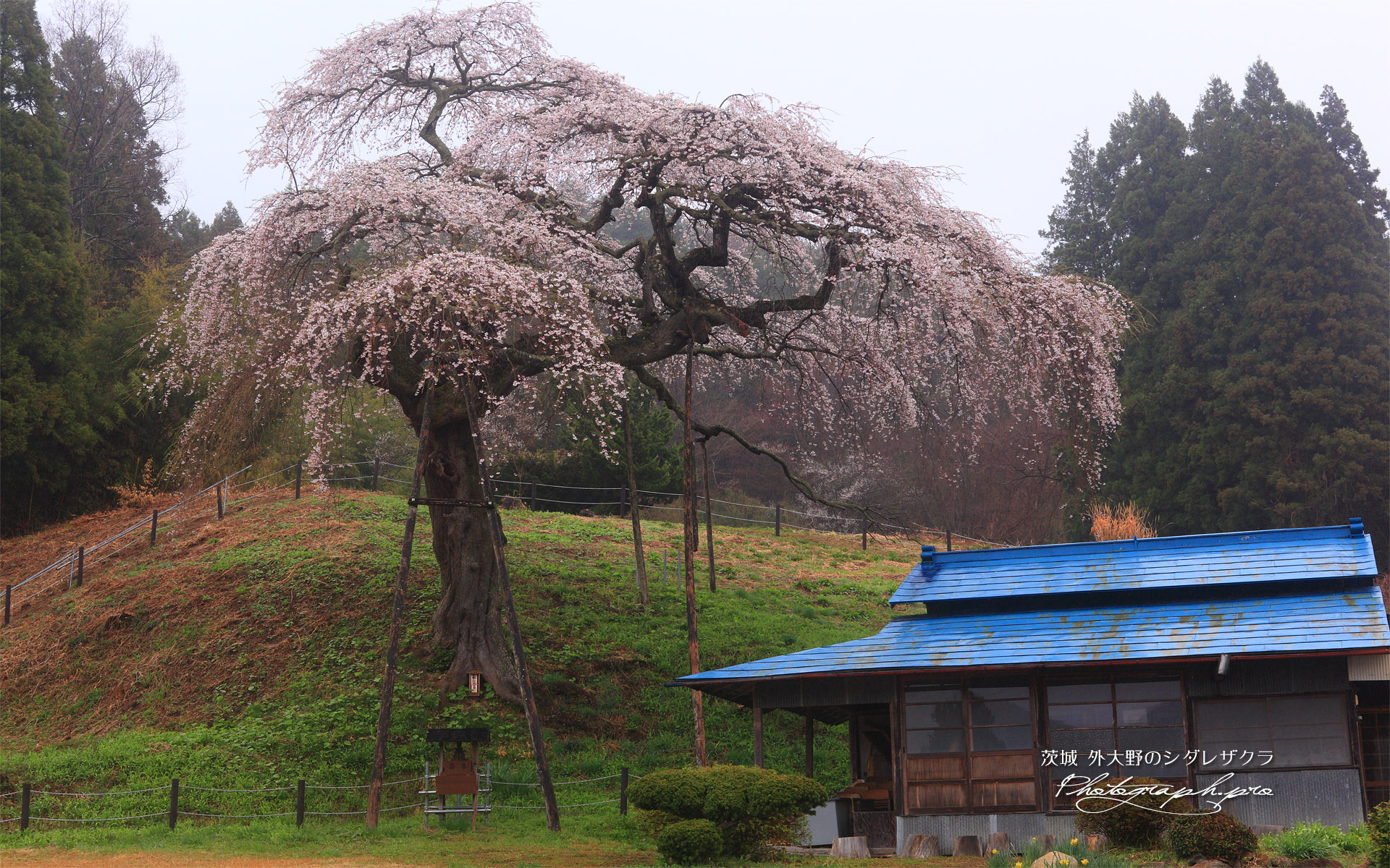 外大野の枝垂桜