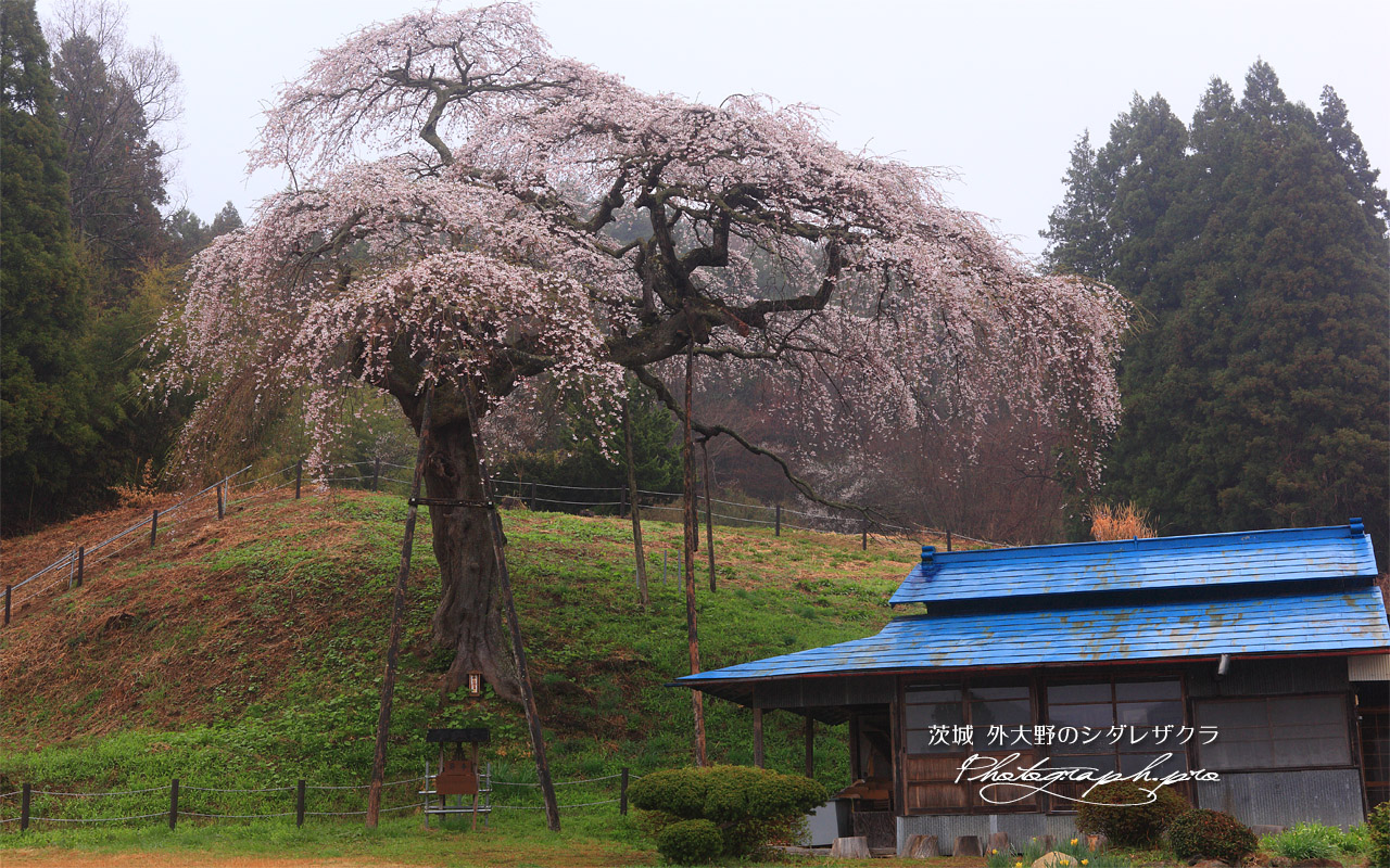 外大野の枝垂桜 壁紙