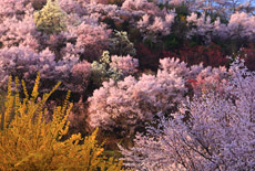 福島市の桜