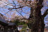 玉泉寺のサクラ