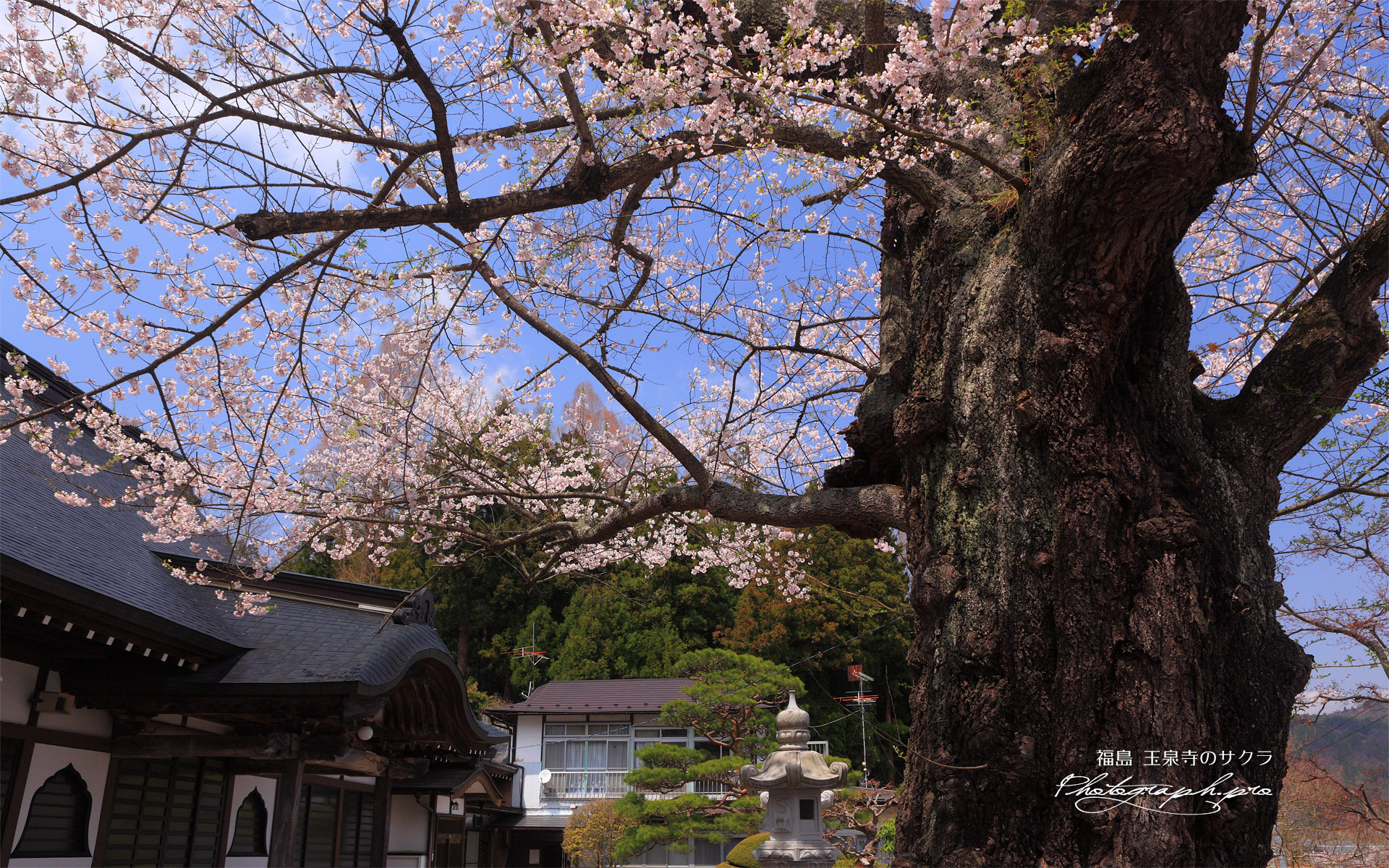 玉泉寺のサクラ