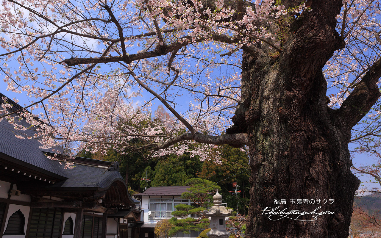 玉泉寺のサクラ 壁紙