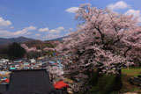 玉泉寺の桜