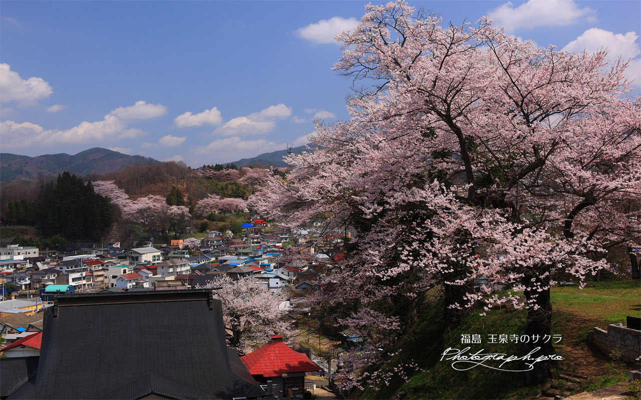 玉泉寺の桜 壁紙