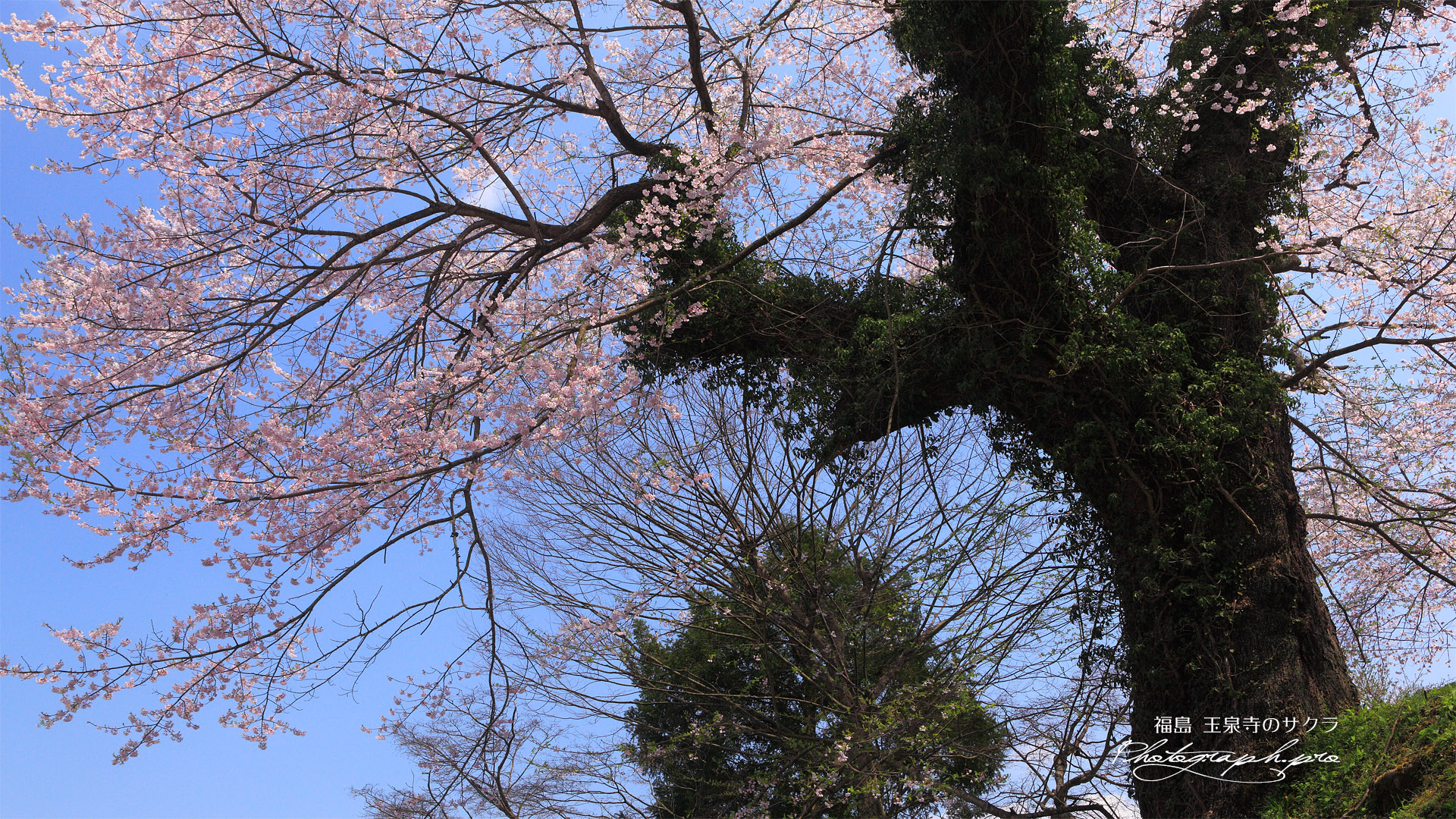 玉泉寺の江戸彼岸桜