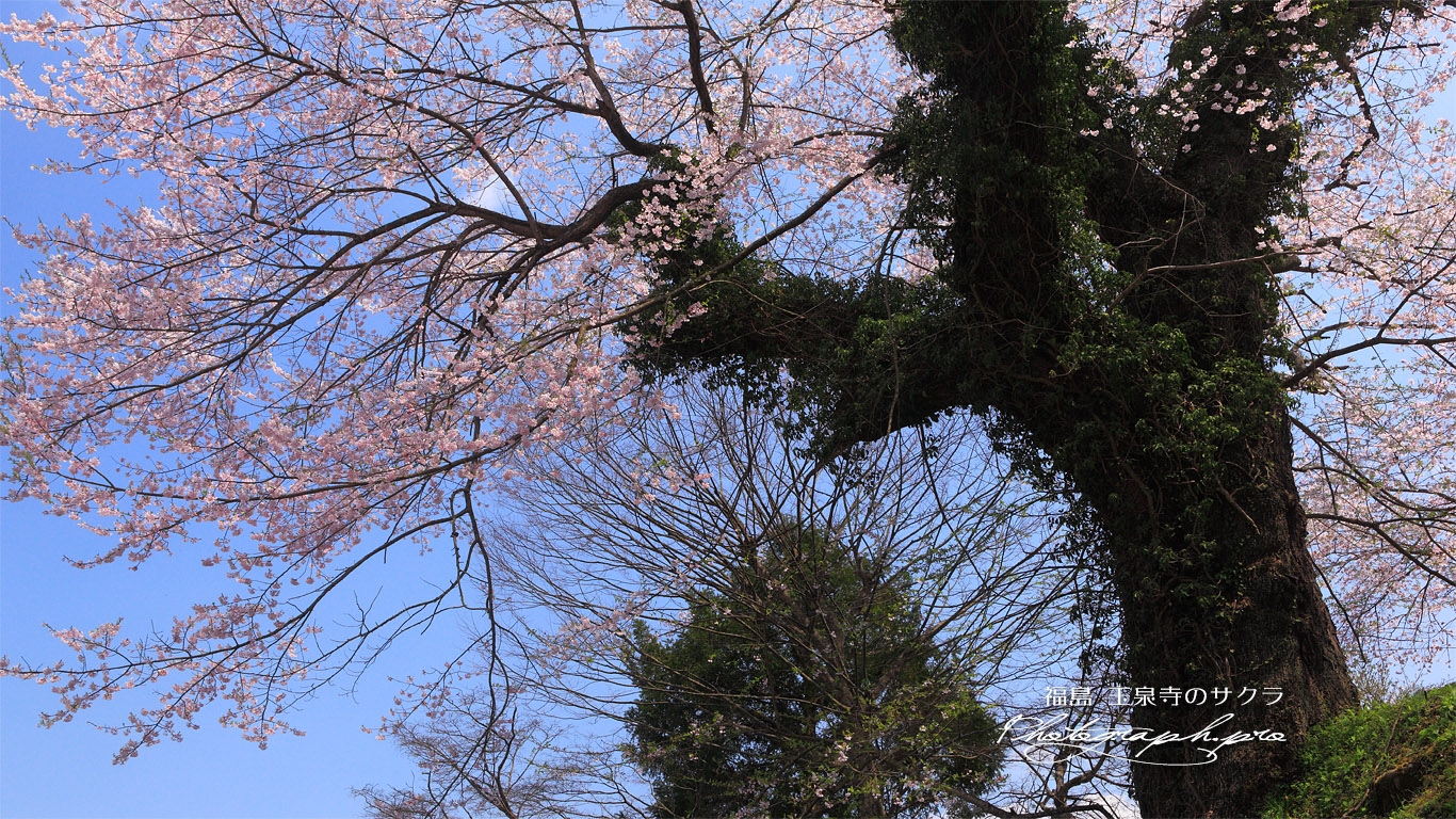 玉泉寺の江戸彼岸桜 壁紙