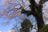 玉泉寺の江戸彼岸桜