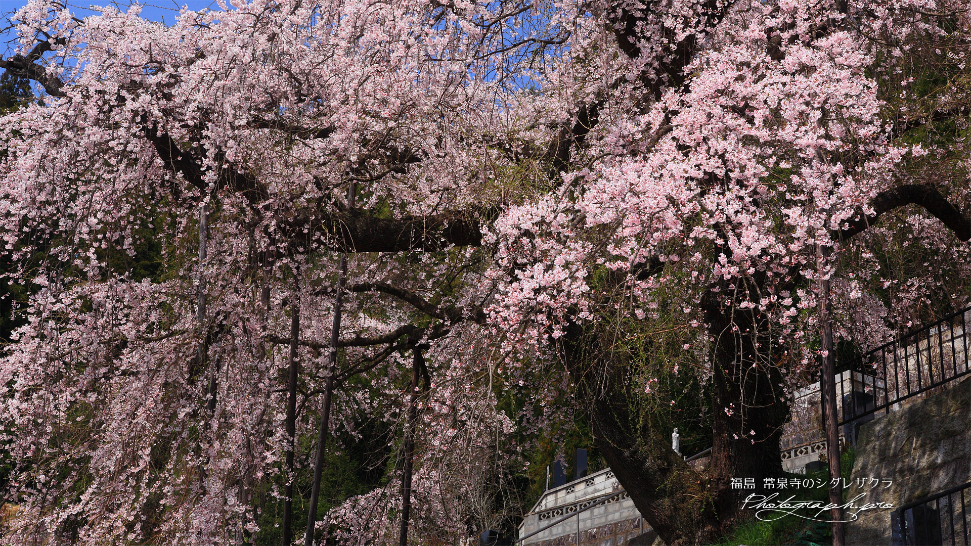 常泉寺のしだれ桜