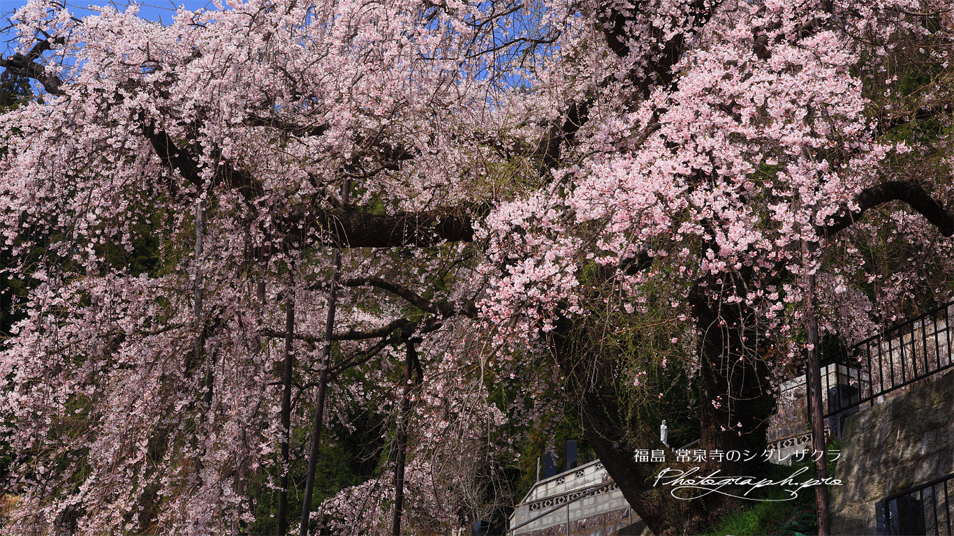 常泉寺のしだれ桜 壁紙